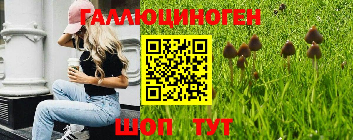 Псилоцибиновые грибы Psilocybe Лиски